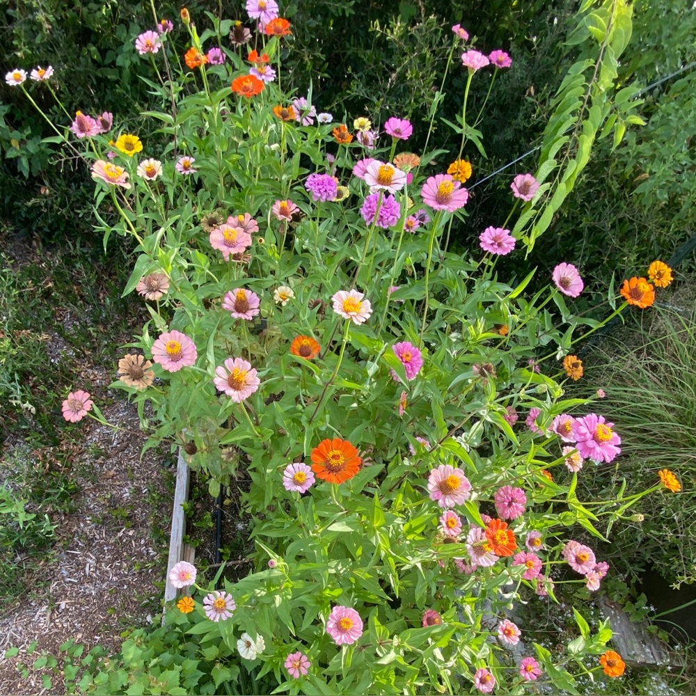 Cut & Come Again Zinnia Flower Seeds